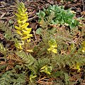 Corydalis cheilanthifolia