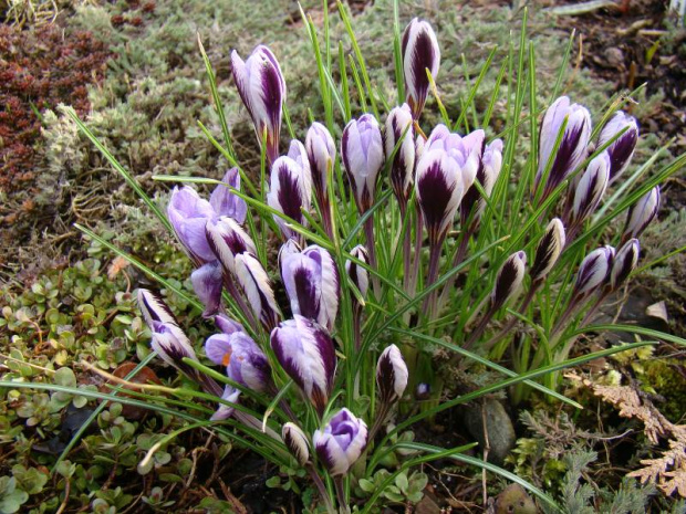 Crocus minimus