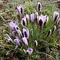 Crocus minimus