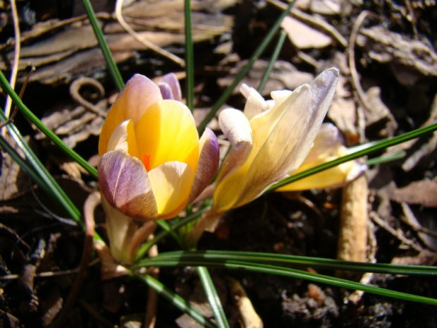 Crocus chrysanthus 'Advance'