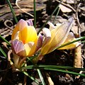 Crocus chrysanthus 'Advance'