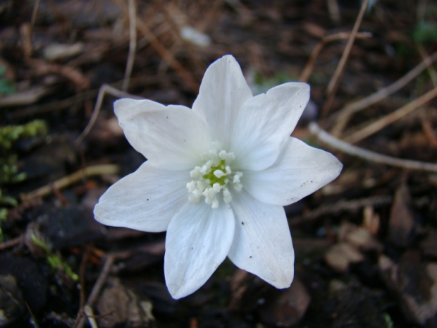 Hepatica transsylvanica 'Alba'