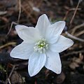 Hepatica transsylvanica 'Alba'