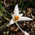 Crocus fleischeri