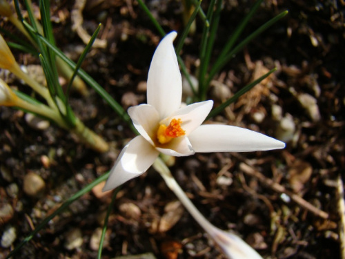 Crocus fleischeri