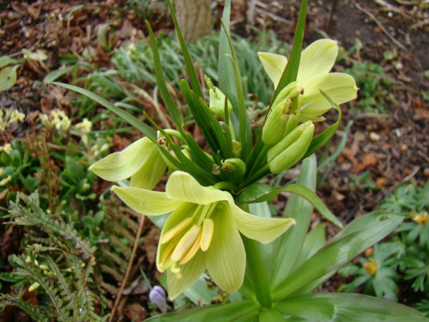 Fritillaria raddeana