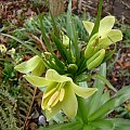 Fritillaria raddeana