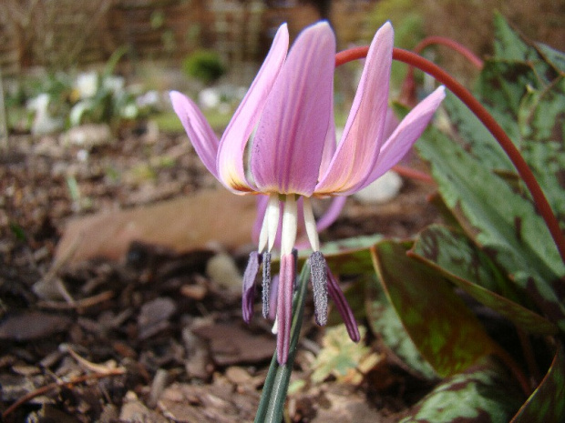 Erythronium dens-canis