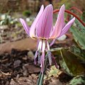 Erythronium dens-canis