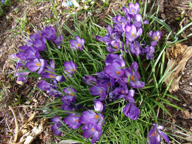 Crocus tommasinianus 'Ruby Giant'