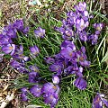 Crocus tommasinianus 'Ruby Giant'