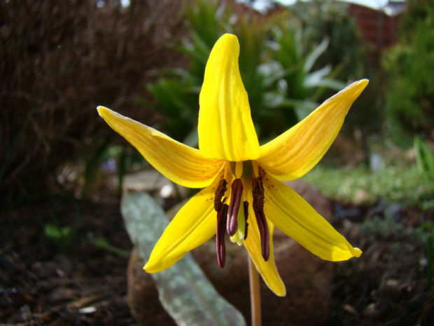 Erythronium americanum