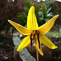 Erythronium americanum