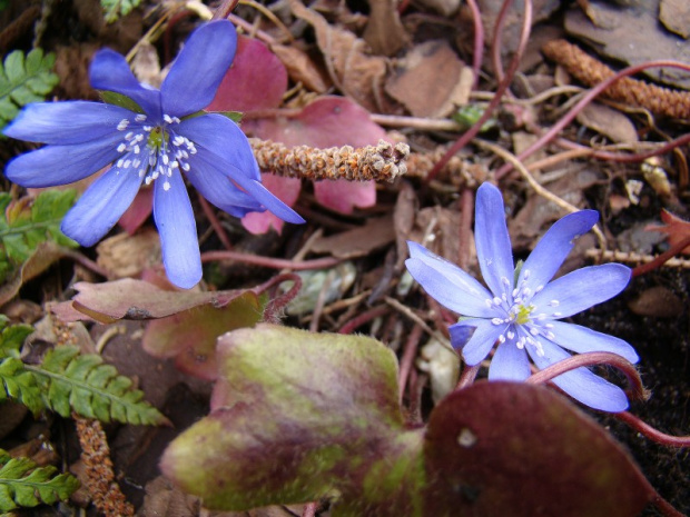 Hepatica transsylvanica