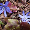 Hepatica transsylvanica