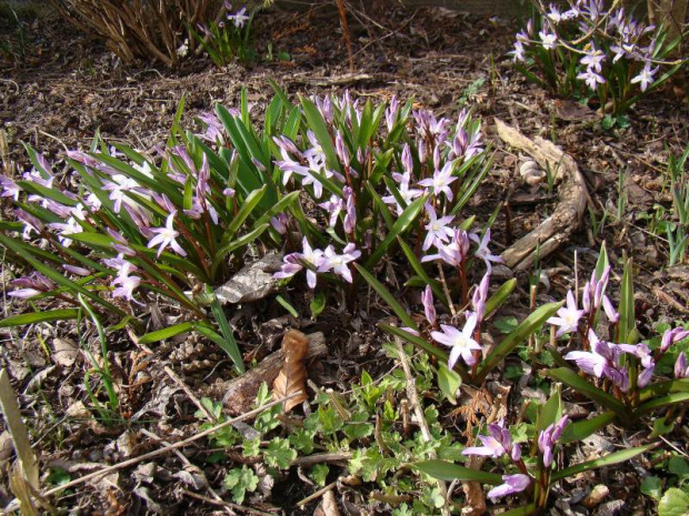 Chionodoxa forbesii 'Pink Giant'