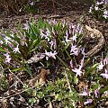 Chionodoxa forbesii 'Pink Giant'