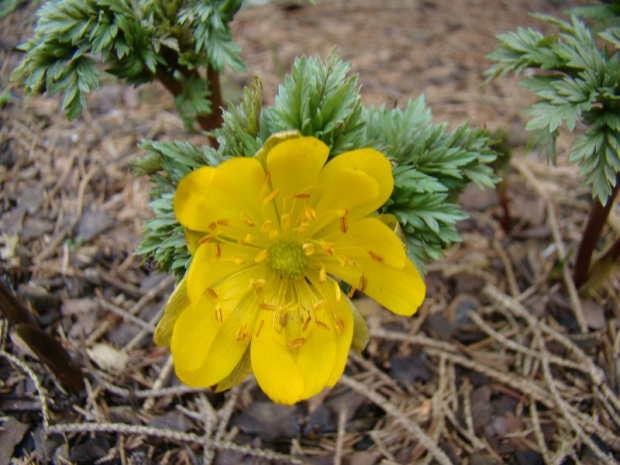 Adonis amurensis 'Genshu Fukujuso'