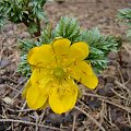 Adonis amurensis 'Genshu Fukujuso'