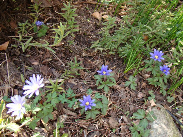 Anemone blanda