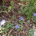 Anemone blanda