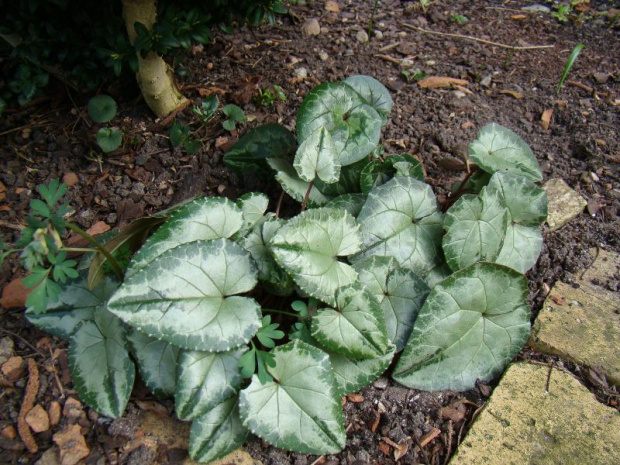 Cyclamen hederifolium