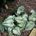 Cyclamen hederifolium