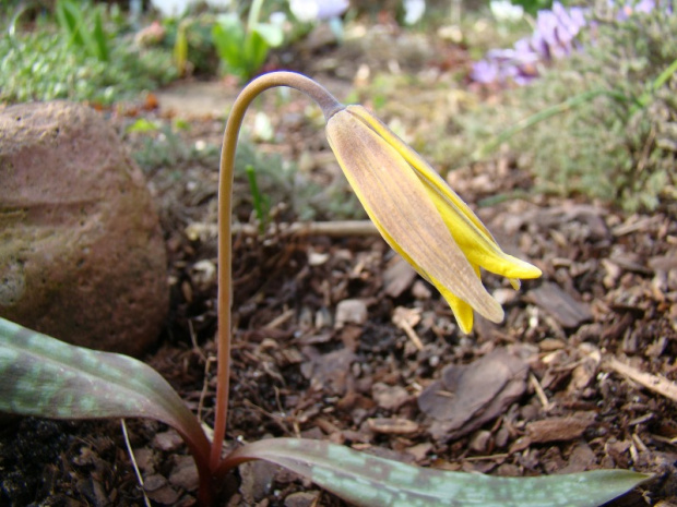 Erythronium americanum