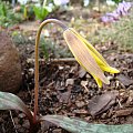 Erythronium americanum