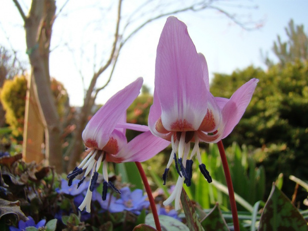 Erythronium dens-canis 'Purple King'