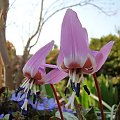 Erythronium dens-canis 'Purple King'