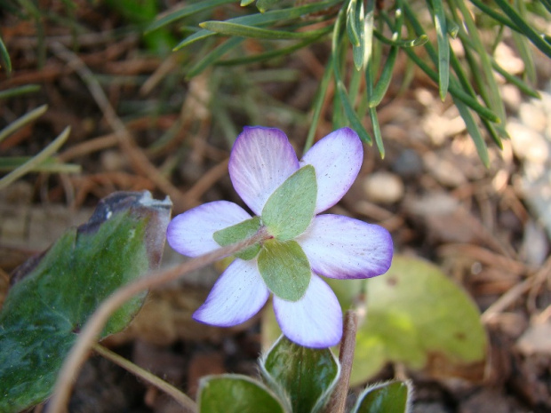 Hepatica 'Forest Purple'