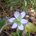 Hepatica 'Forest Purple'