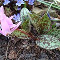 Erythronium dens-canis 'Purple King'