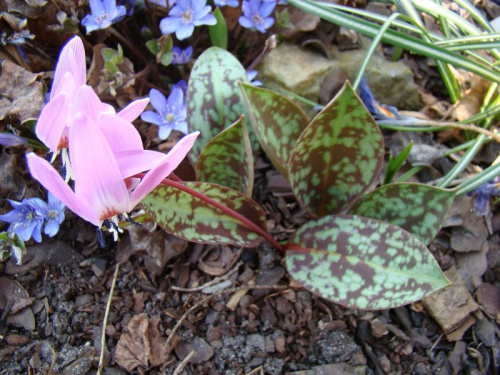 Erythronium dens-canis 'Purple King'