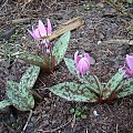 Erythronium dens-canis 'Frans Hals'