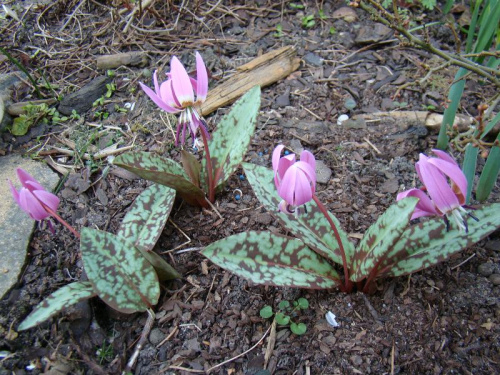 Erythronium dens-canis 'Frans Hals'