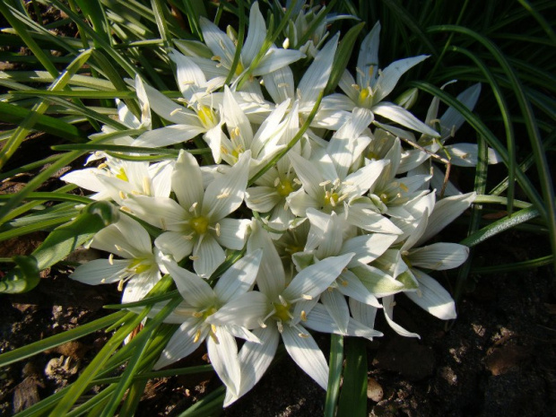 Ornithogalum nanum