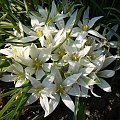 Ornithogalum nanum