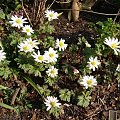 Anemone blanda 'White Splendour'