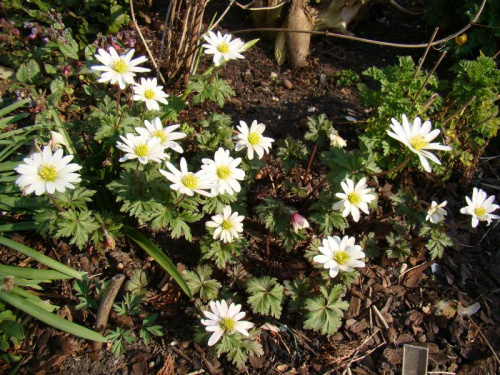 Anemone blanda 'White Splendour'