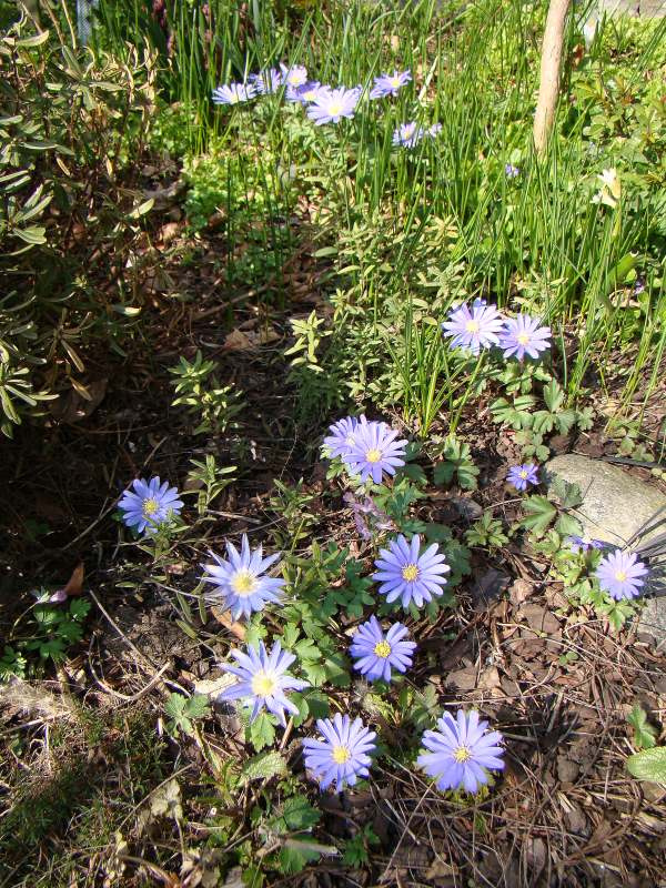 Anemone blanda