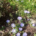 Anemone blanda