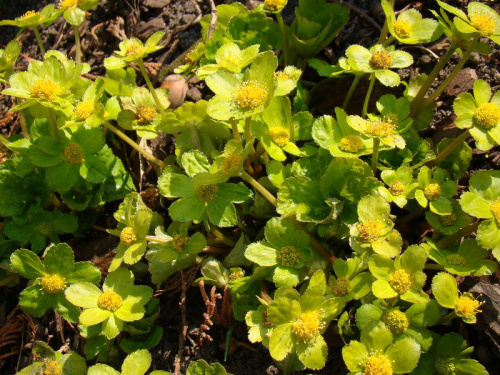 Hacquetia epipactis