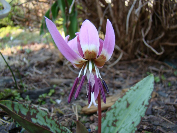 Erythronium dens-canis 'Frans Hals'