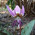 Erythronium dens-canis 'Frans Hals'