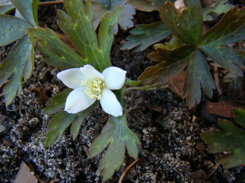 Anemone flaccida