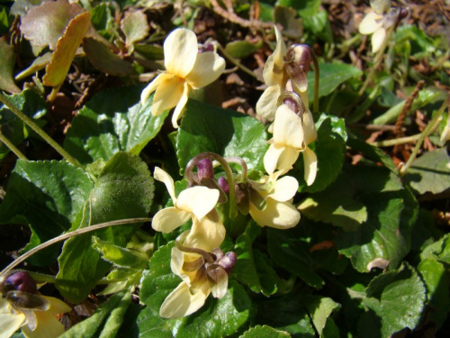 Viola 'Sulfurea'