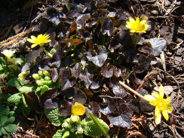 Ranunculus ficaria 'Brazen Hussy'