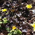 Ranunculus ficaria 'Brazen Hussy'